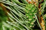 Emerging Fir Cone Stock Photo