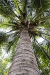 Look Up View Of Coconut Tree Stock Photo