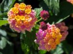 Lantana Camara Shrub In Marbella Spain Stock Photo