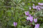 The Cyclamen Blooming In Israel	 Stock Photo