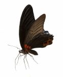 Black Butteflies Stock Photo