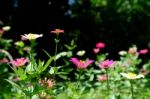 Colorful Zinnia Flower In Summertime Stock Photo