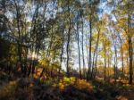 Scenic View Of The Ashdown Forest In Sussex Stock Photo