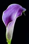 Purple Calla Lilly Stock Photo