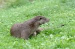 Eurasian Otter (lutra Lutra) Stock Photo