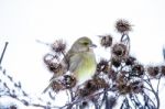 Small Bird On A Branch In Winter Stock Photo