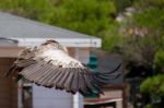 Benalmadena, Andalucia/spain - July 7 : Juvenile Andean Condor ( Stock Photo