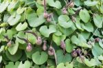 Aristolochia Ringens Vahl Stock Photo