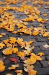 Autumn Maple Leave On Ground Stock Photo