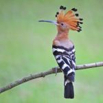 Eurasian Hoopoe Stock Photo