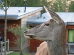 Deer Next To Huts Stock Photo