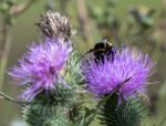 Bee On A Thistle Stock Photo