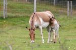 Przewalski Horse (equus Ferus Przewalskii) Stock Photo