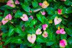 Red And Pink Anthurium Flower Also Known As Tail Flower Stock Photo