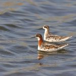 Red-necked Phalarope Stock Photo