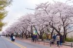 Seoul,korea - April 7 : Seoul Cherry Blossom Festival In Korea.tourists Taking Photos Of The Beautiful Scenery Around Seoul,korea On April 7,2015 Stock Photo