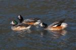 Chiloe Wigeon (anas Sibilatrix) Stock Photo