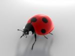 Ladybird Stock Photo