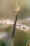 Ant-lion Insect Stock Photo