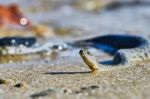 Water Snake On The Bay Stock Photo