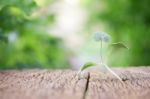 Growing Plants On Wooden Table Stock Photo