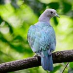 Green Imperial Pigeon Stock Photo