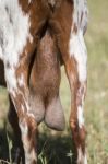 Brown Goat In A Pasture Stock Photo