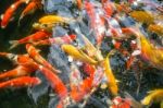 Koi Fish Stock Photo