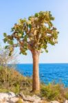 Cactus Trees In Galapagos Islands Stock Photo