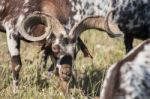 Herd Of Goats In A Pasture Stock Photo