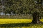 Almond Orchard In A Field Of Yellow Flowers Stock Photo