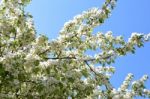 The Blooming Of Apple Trees Stock Photo