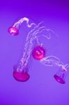 Amazing Four Jellies Stock Photo