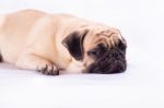 Cute Pug Dog Feel Boring Stock Photo