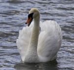 Beautiful Photo Of A Screaming Swan Stock Photo