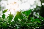 Plant Refreshing In Rainy Season Stock Photo