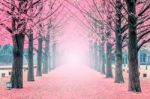 Pink Tree,nami Island In Korea Stock Photo