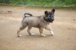 Puppy Playing On The Road Stock Photo