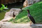 Fuengirola, Andalucia/spain - July 4 : Abdim's Stork In The Biop Stock Photo