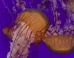 Three Beautiful Deadly Jellyfishes In The Sea Stock Photo