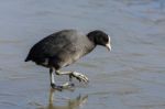 Coot (fulcia Atra) Gingerly Walking On The Ice Stock Photo