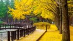 Autumn With Ginkgo Tree In Nami Island, Korea Stock Photo