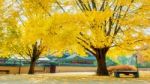 Autumn In Gyeongbokgung Palace,south Korea Stock Photo