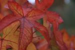 Autumn Leaves Stock Photo