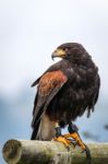 Harris Hawk (parabuteo Unicinctus) Stock Photo