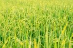 Paddy Field Stock Photo