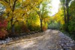 Autumn Scenery With Yellow, Green And Red Shinning Leaves In Fall In The Forest Stock Photo