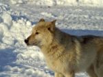 A White Wolf In The Snow Stock Photo