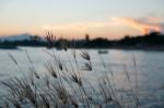 Swollen Finger Grass Stock Photo