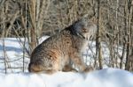 Canada Lynx Stock Photo